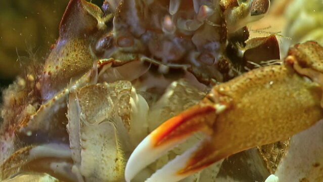 Close-up of crab mouth, crab eats fish in clear water. Fish became prey for crayfish. Crab feeding behavior, crustacean predation in ecosystem of underwater White Sea.