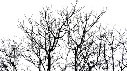 Black silhouette of a branch on a transparent background PNG
