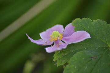 Versteckte Blume im Grünen