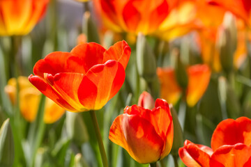 Fototapeta premium Bunch of orange and yellow full bloom tulips in a lush and green field..
