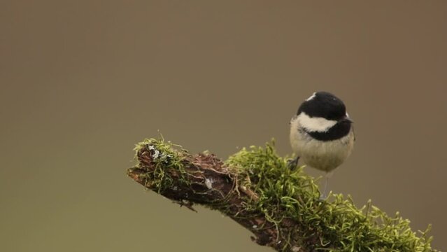 coal tit perched on a branch looking to the sides and flies away, periparus ater, passerine, paridae