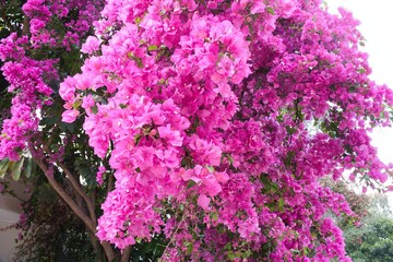 Close-up of pink bougainvilleas blooming outdoors.