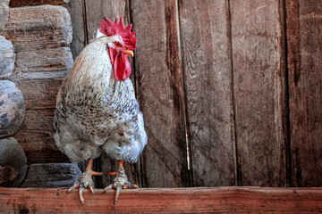 rooster in the barn