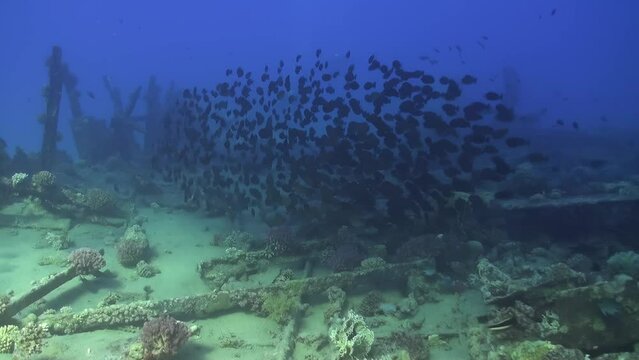 A group of fish swimming in the ocean near a wreck