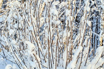 Fluffy snow covered bush branches, winter plant texture for graphically background.