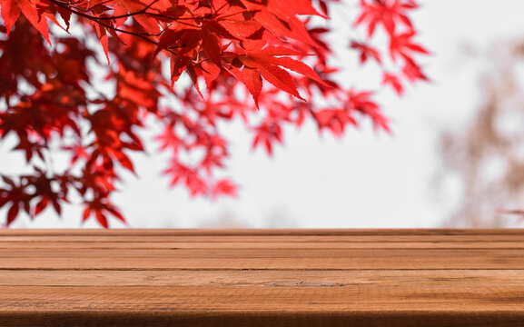 Autumn background with red Japanese maple leaf branches and empty wooden surface board for product placement