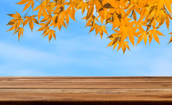 Autumn background with yellow maple leaf branches and blue sky with empty wooden surface board for product placement