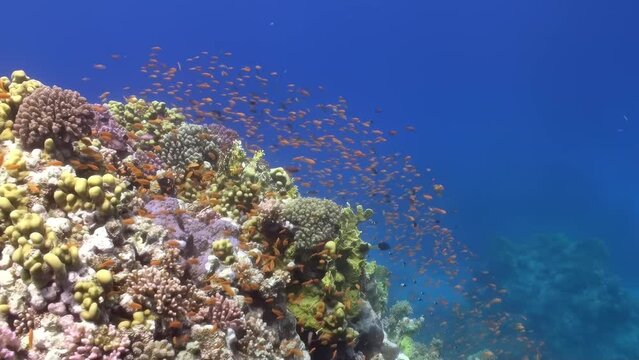 A coral reef with a variety of colorful fish swimming around it. The reef is teeming with life and the fish are swimming in the blue water