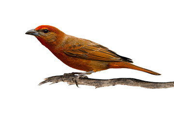 Hepatic Tanager (Piranga flava) High Resolution Photo, Perched, Over a Transparent PNG Background - 783937566