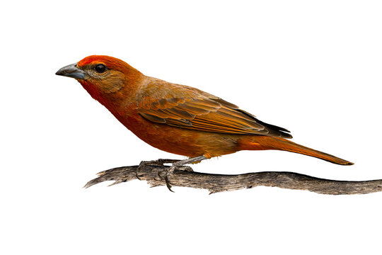 Hepatic Tanager (Piranga flava) High Resolution Photo, Perched, Over a Transparent PNG Background