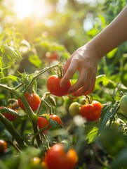 Closeup of a hand picking ripe, sunkissed tomatoes in a vibrant garden, illustrating the beauty of homegrown produce in the morning light