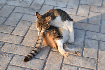 Cat cleaning itself. Cats grooming themselves. Happy tabby cat relaxing in the sun. 