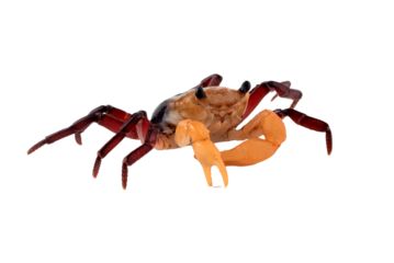 Close up of a apple crab