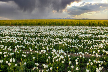 tulips garden