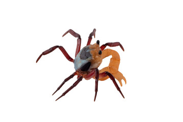 Close up of a apple crab