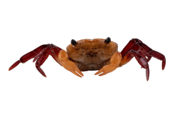 Close up of a apple crab