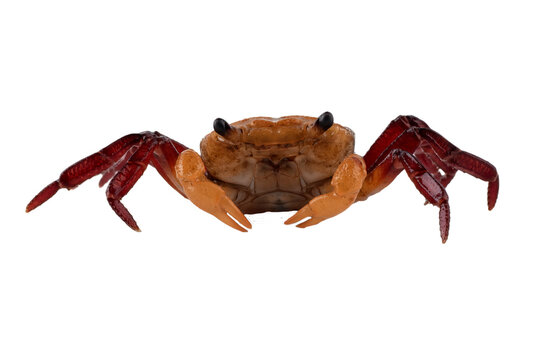 Close up of a apple crab