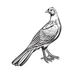 Fototapeta na wymiar Pheasant Vector Art, Icons, and Graphics