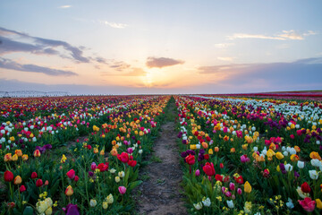 tulip, tulips garden