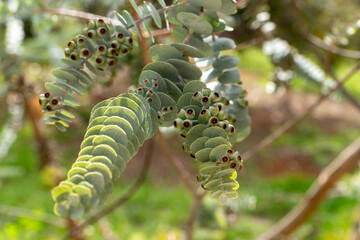 Close up of special shaped eucalyptus leaves