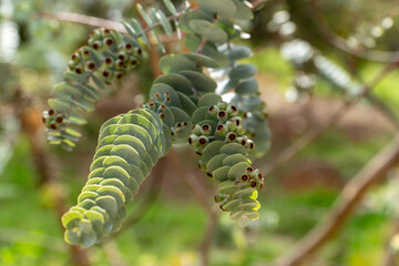 Close up of special shaped eucalyptus leaves