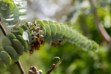 Close up of special shaped eucalyptus leaves