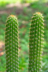Macro of Vibrant Cactus