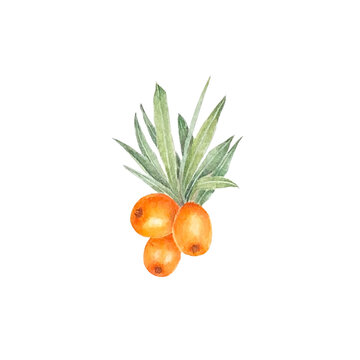 Sea buckthorn branch with orange berries. Branch with Fresh ripe berries and leaves. Hand drawn watercolor illustration isolated on white background.