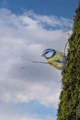 la mésange bleue