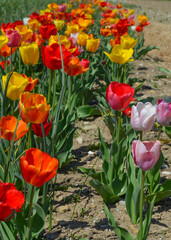 *Tulpe*