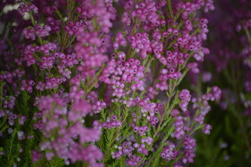 Zarte Heidelandschaft in Violett