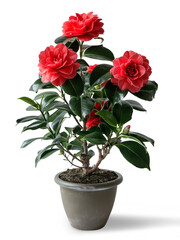 Fototapeta premium Red camellia, green variegated leave , popular foliage houseplant transparent background