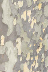 natural colorful pattern of plane tree bark in vertical format