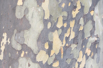 close up of colorful pattern on plane tree bark