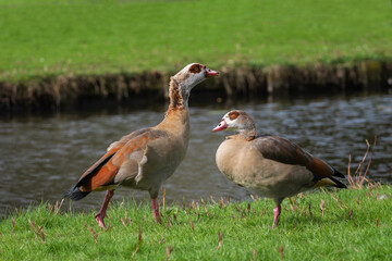 A pair of adult Nile or Egyptian geese (Alopochen aegyptiaca) on the bank of a canal on a sunny spring day - 783951374