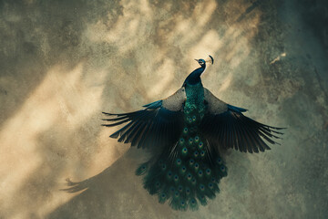A blue and green peacock is flying in the air