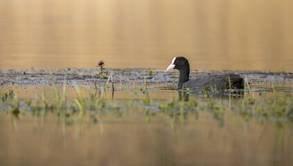 Eurasian Coot (Fulica atra) on a calm lake