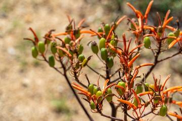 Blooming aloe plant