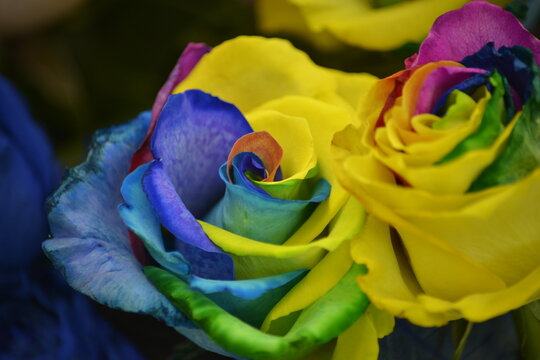 Leuchtende Regenbogenrose-Einzigartig gef&auml;rbte Blume