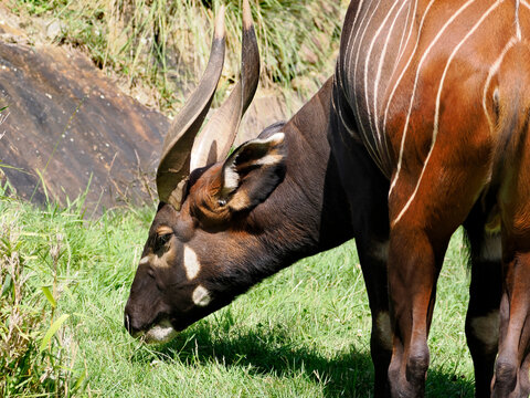 Closeup of Bongo (Tragelaphus eurycerus) eating grass and seen from profile