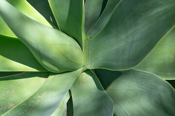 Mediterranean Plants in the Botanical Garden of Barcelona