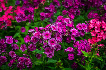 Blooming phlox "Dragon" in the garden. Shallow depth of field.