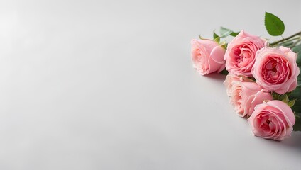 pink rose on white background with copy space