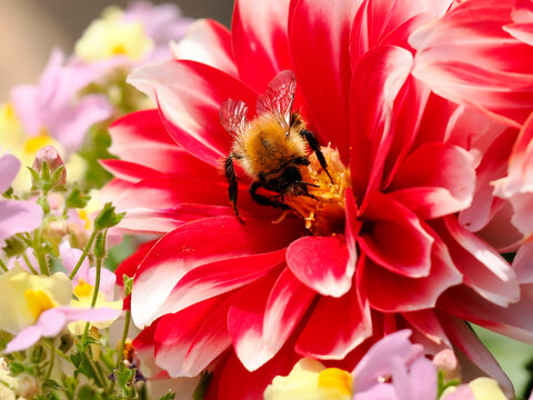 Macro of bumblebee (Bombus) and foraging on red dahlia in French garden