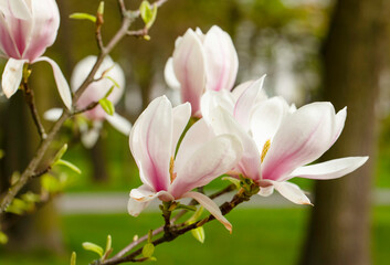 Pink magnolia flowers in the city park in Gniezno.