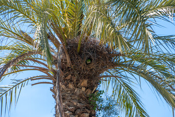 Parrot nest in a palm tree in barcelona