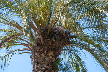 Parrot nest in a palm tree in barcelona