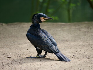 Single Comoran stands in the sun and dries its fur