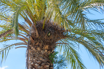 Parrot nest in a palm tree in barcelona