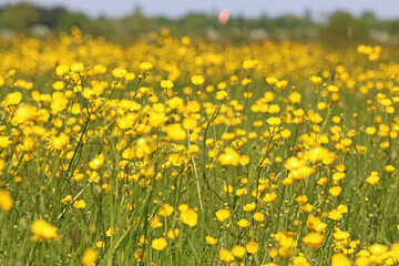 Grass meadow with buttercup flowers